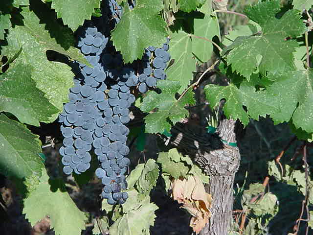 Sutter Creek Winery