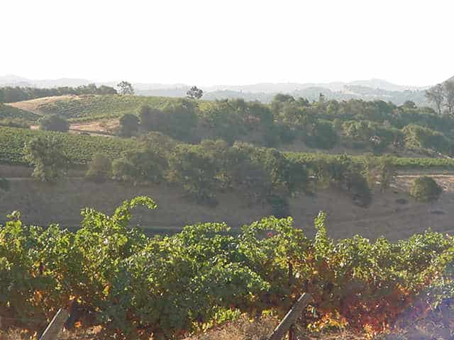 Sutter Creek Winery