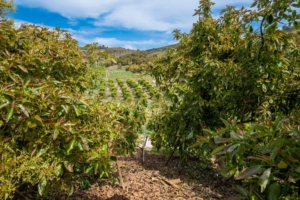 Orchard For Sale