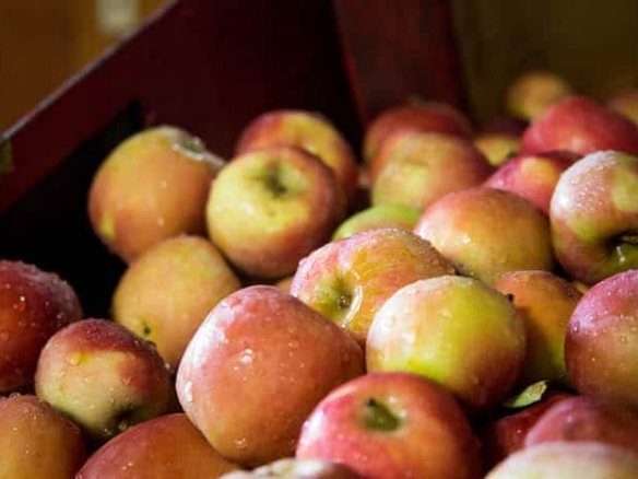Julian Apple Picking San Diego