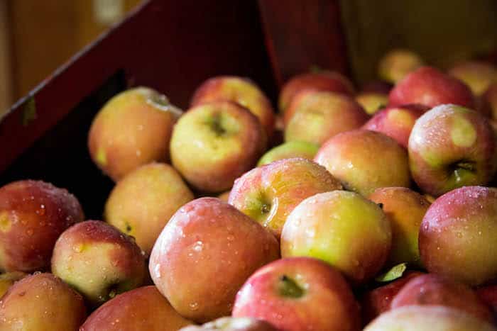 Julian Apple Picking