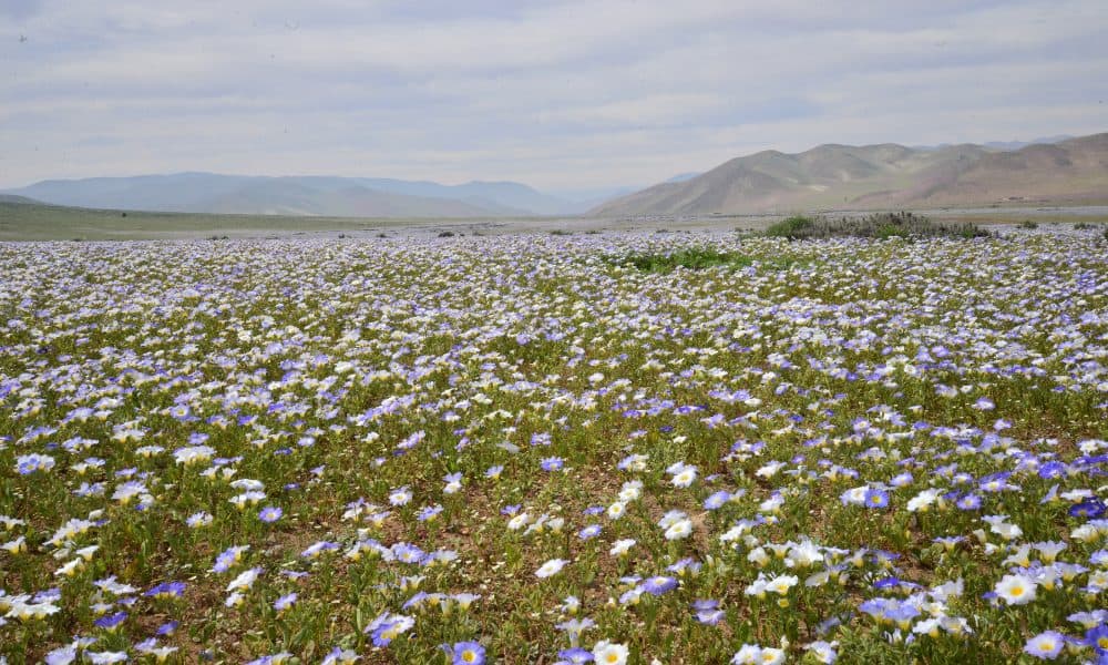 borrego springs real estate
