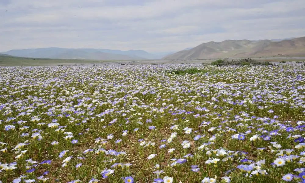 borrego springs real estate