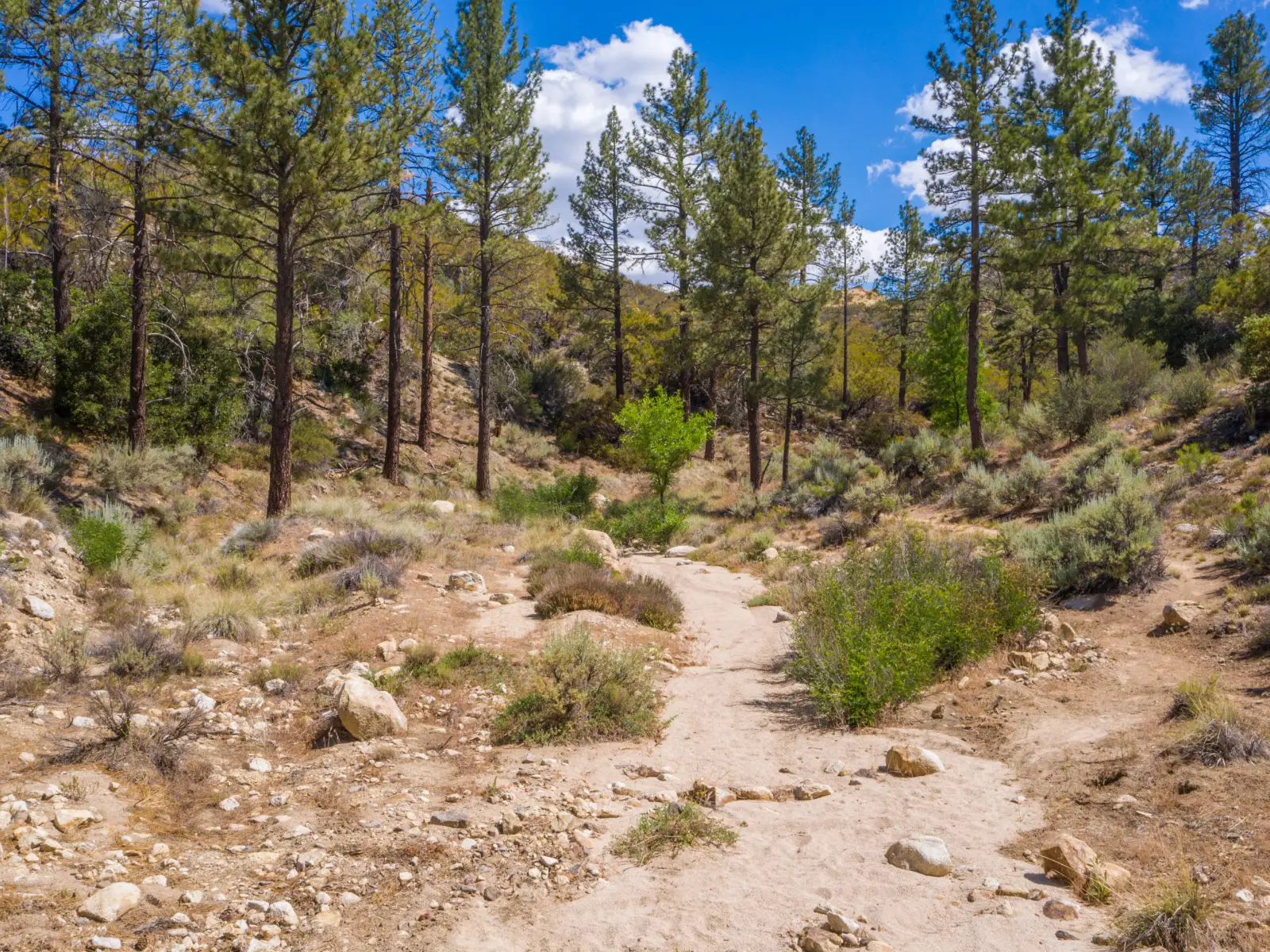 Sensational Mountain Home Site
