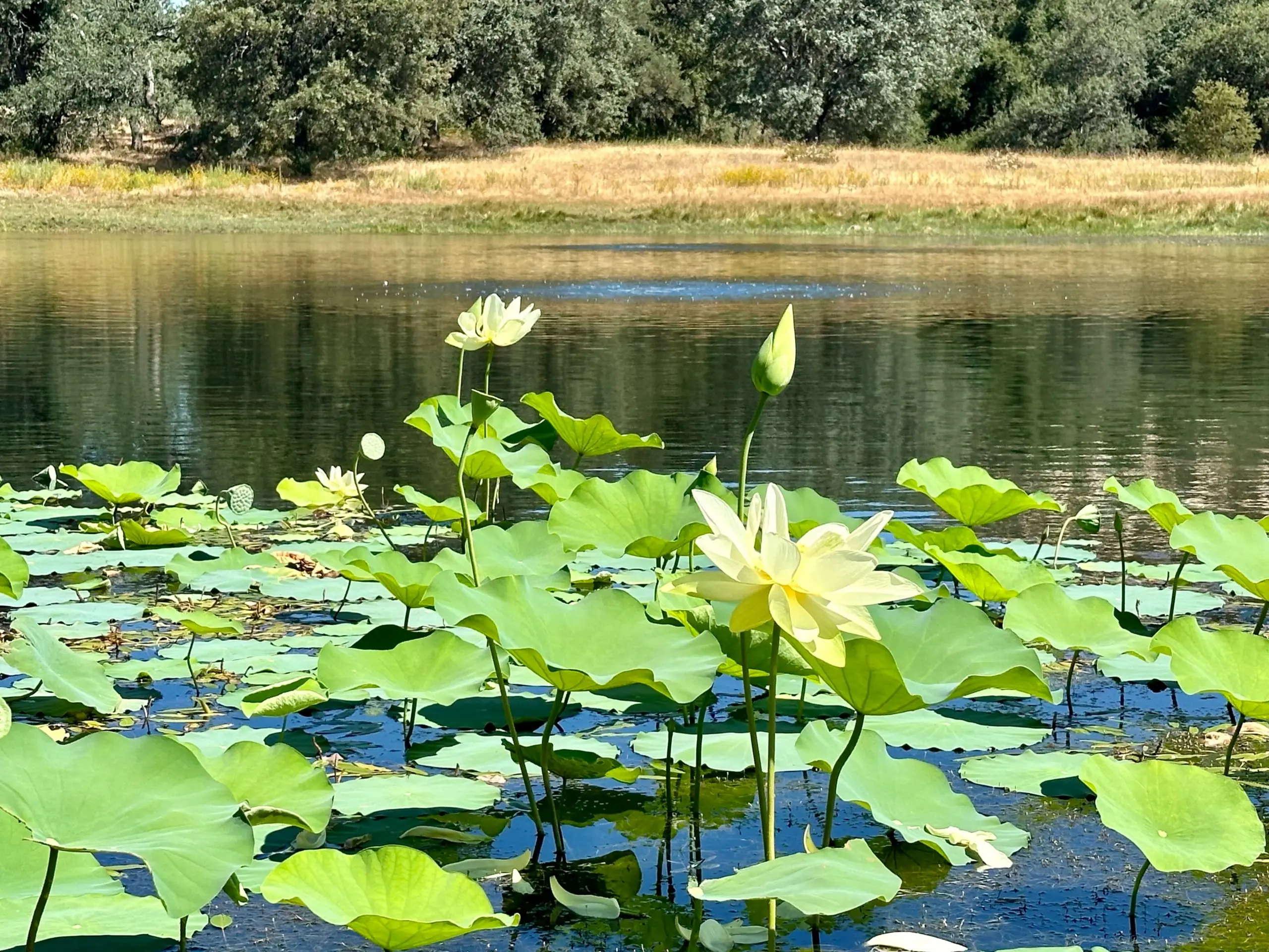 Engelmann Oak Ranch