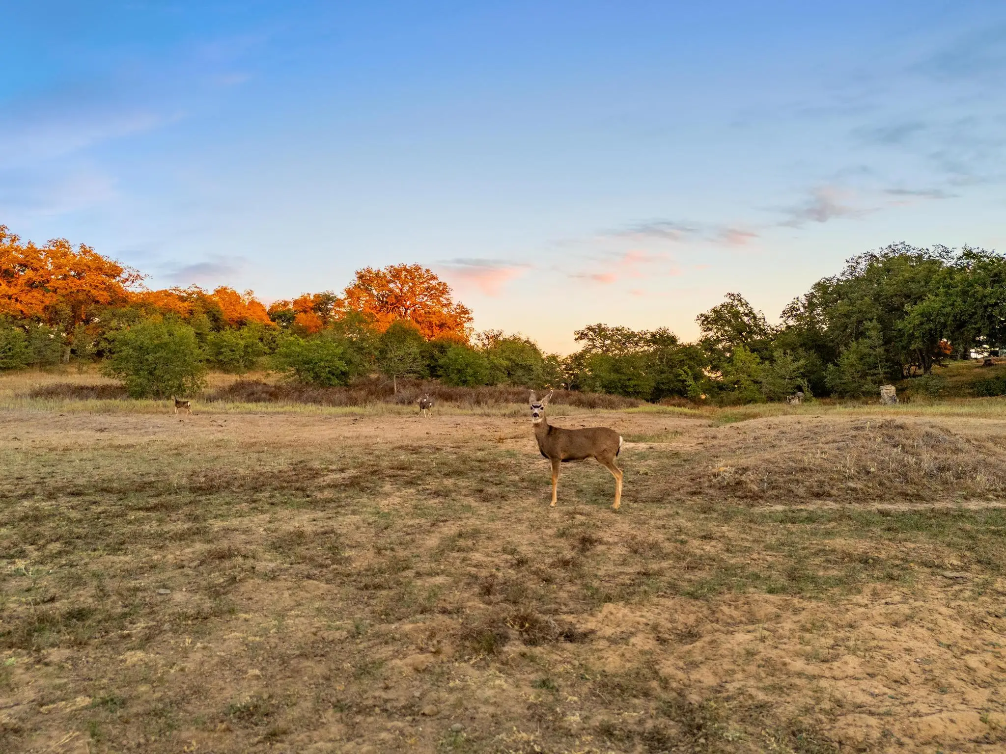 Engelmann Oak Ranch