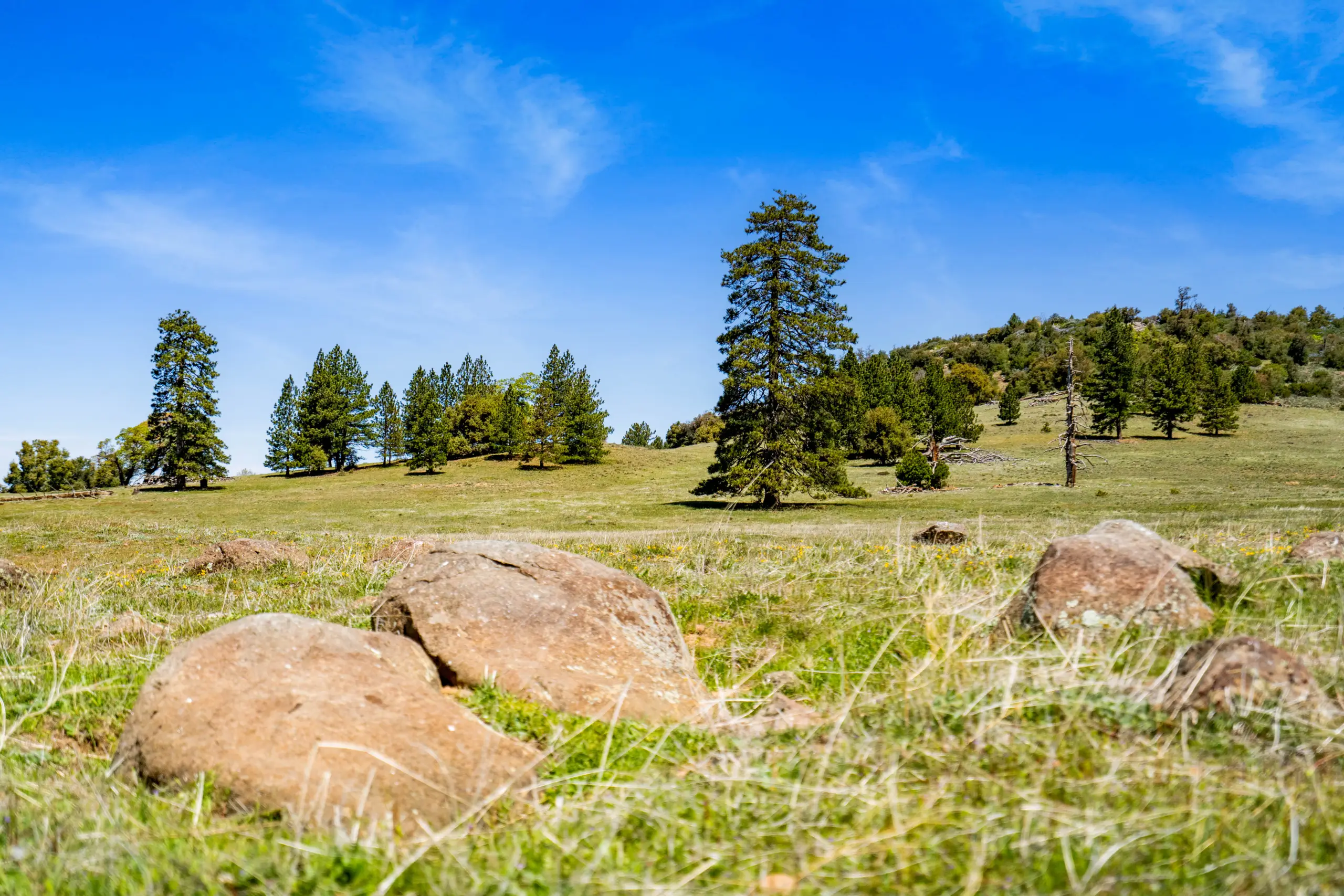 Oak Ridge Stock Farm