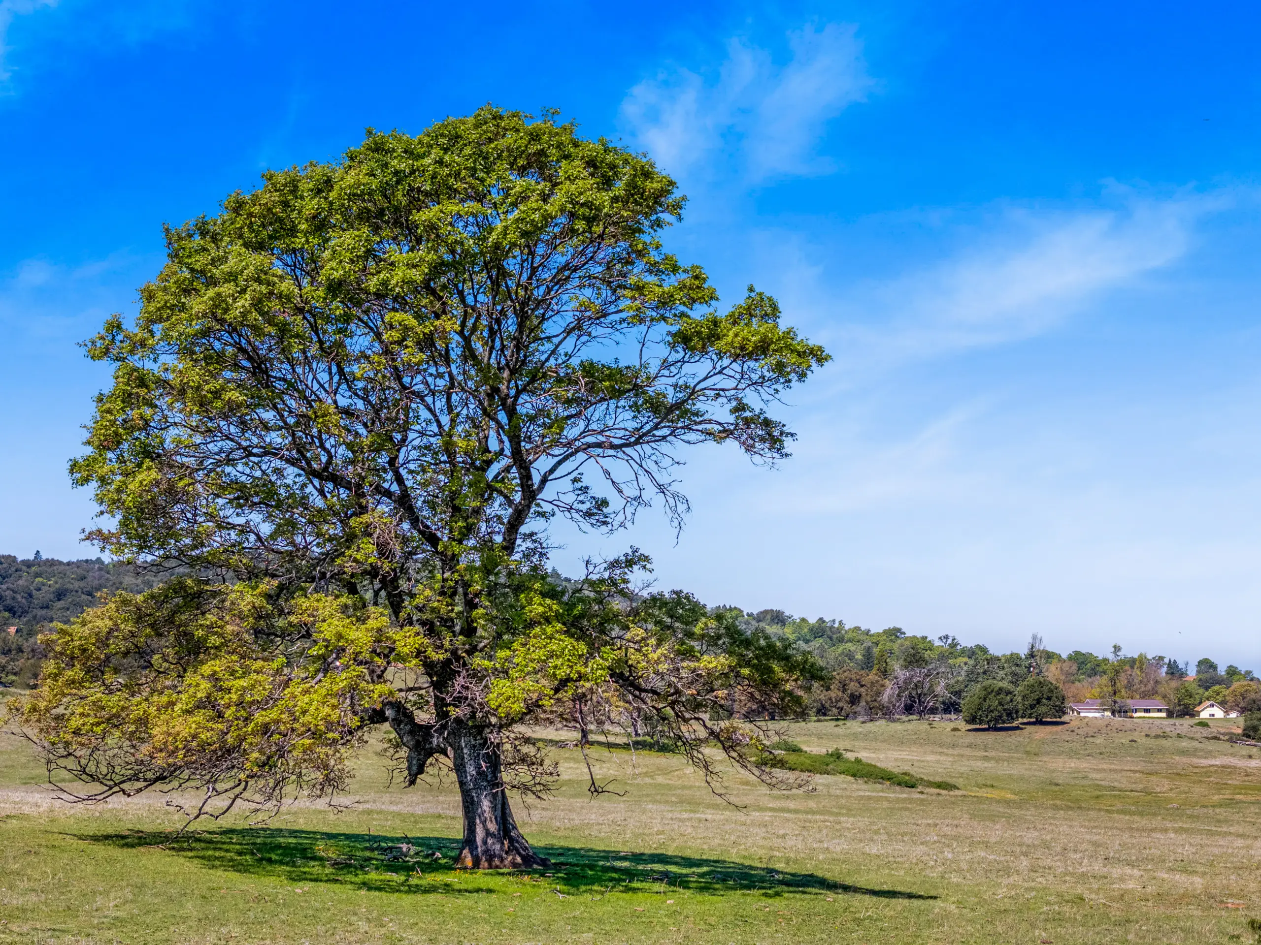 Oak Ridge Stock Farm