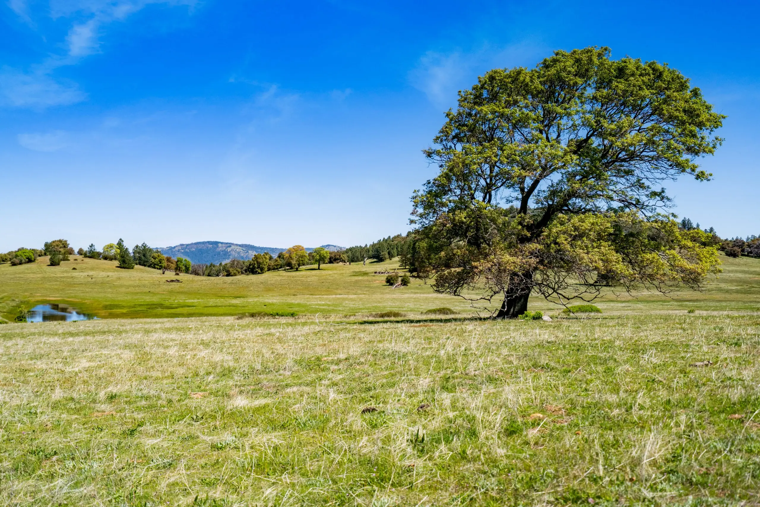 Oak Ridge Stock Farm