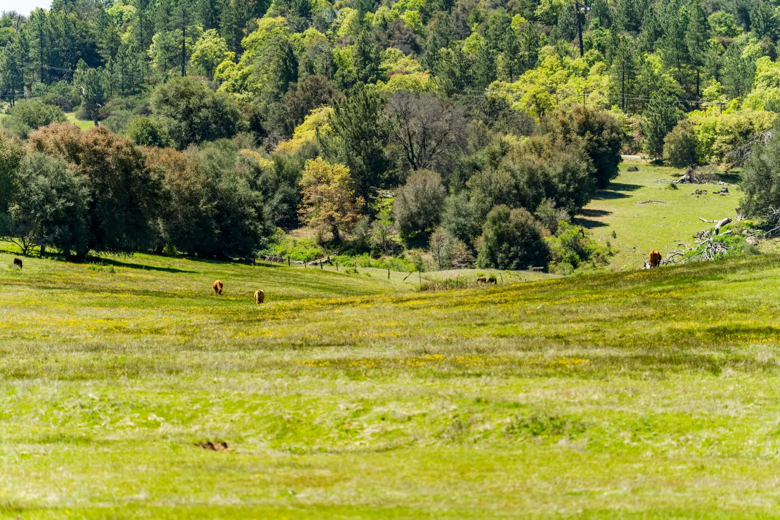 Oak Ridge Stock Farm