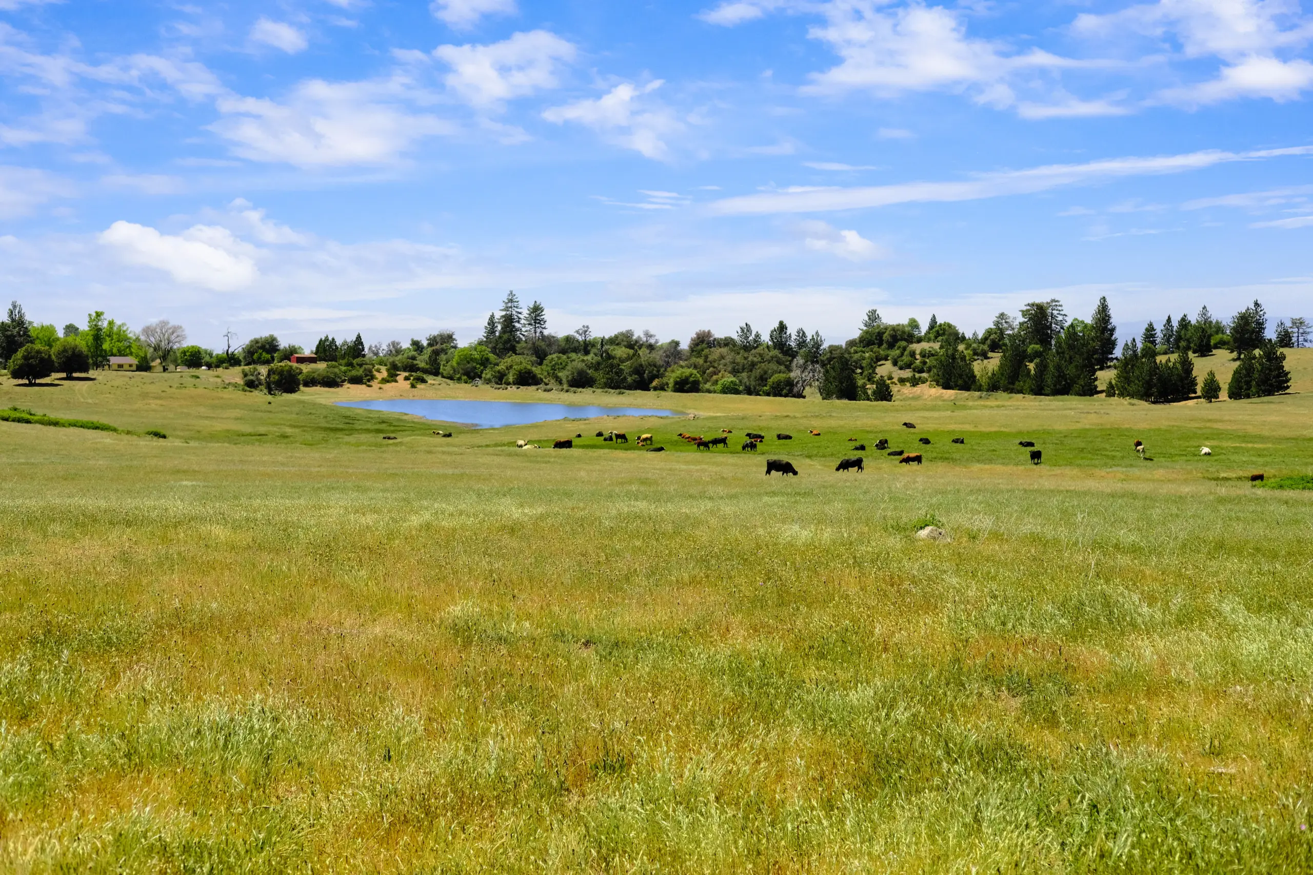 Oak Ridge Stock Farm