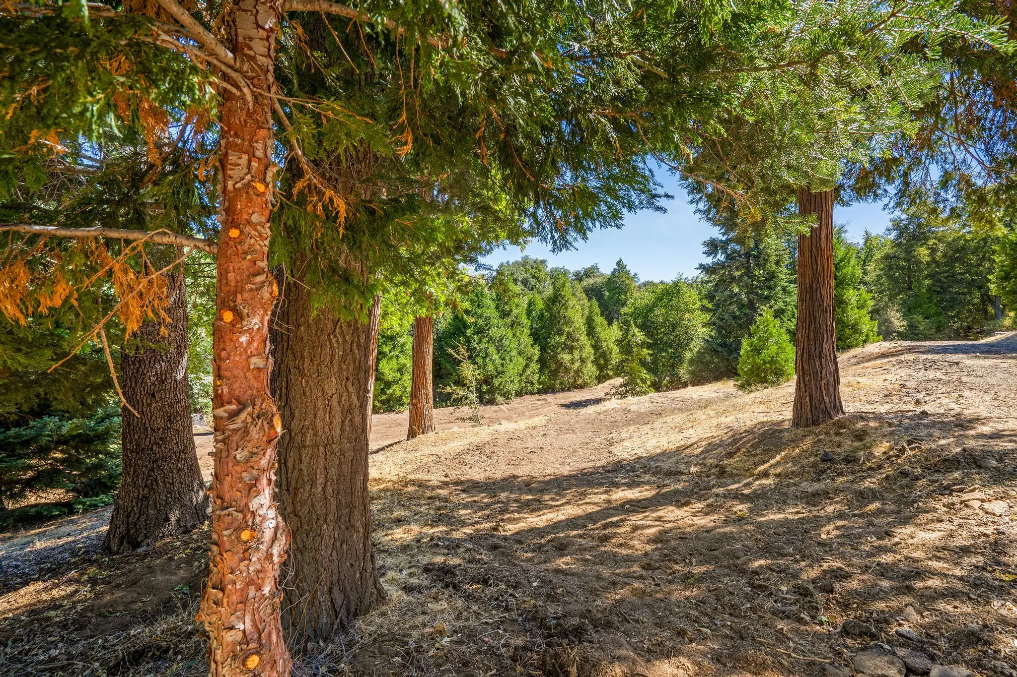 Palomar Mountain Hideaway