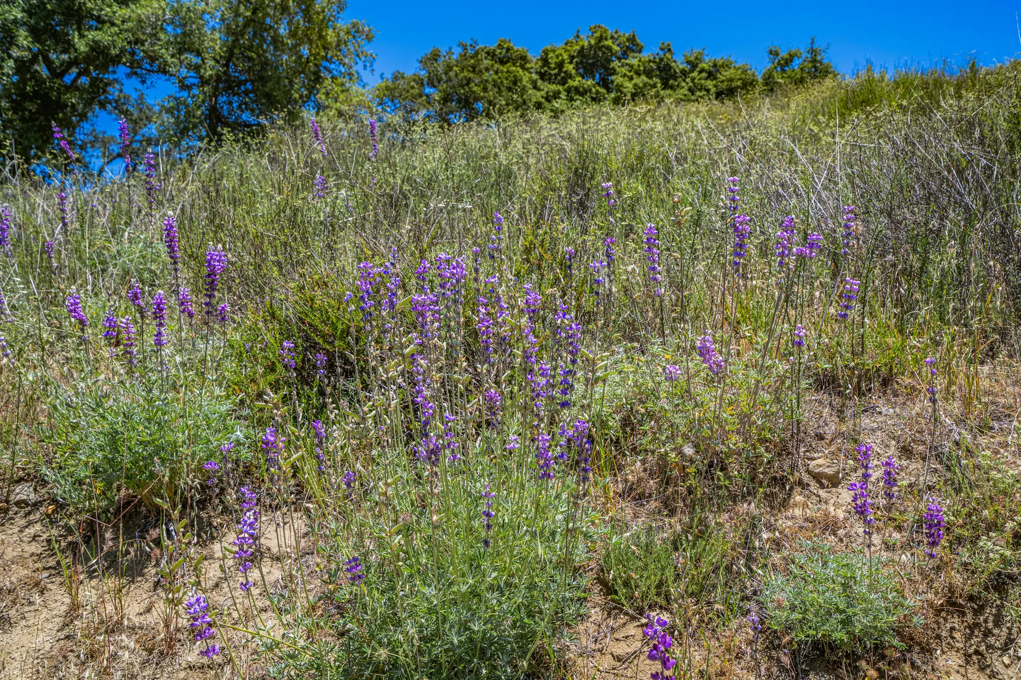 Rancho de los Robles