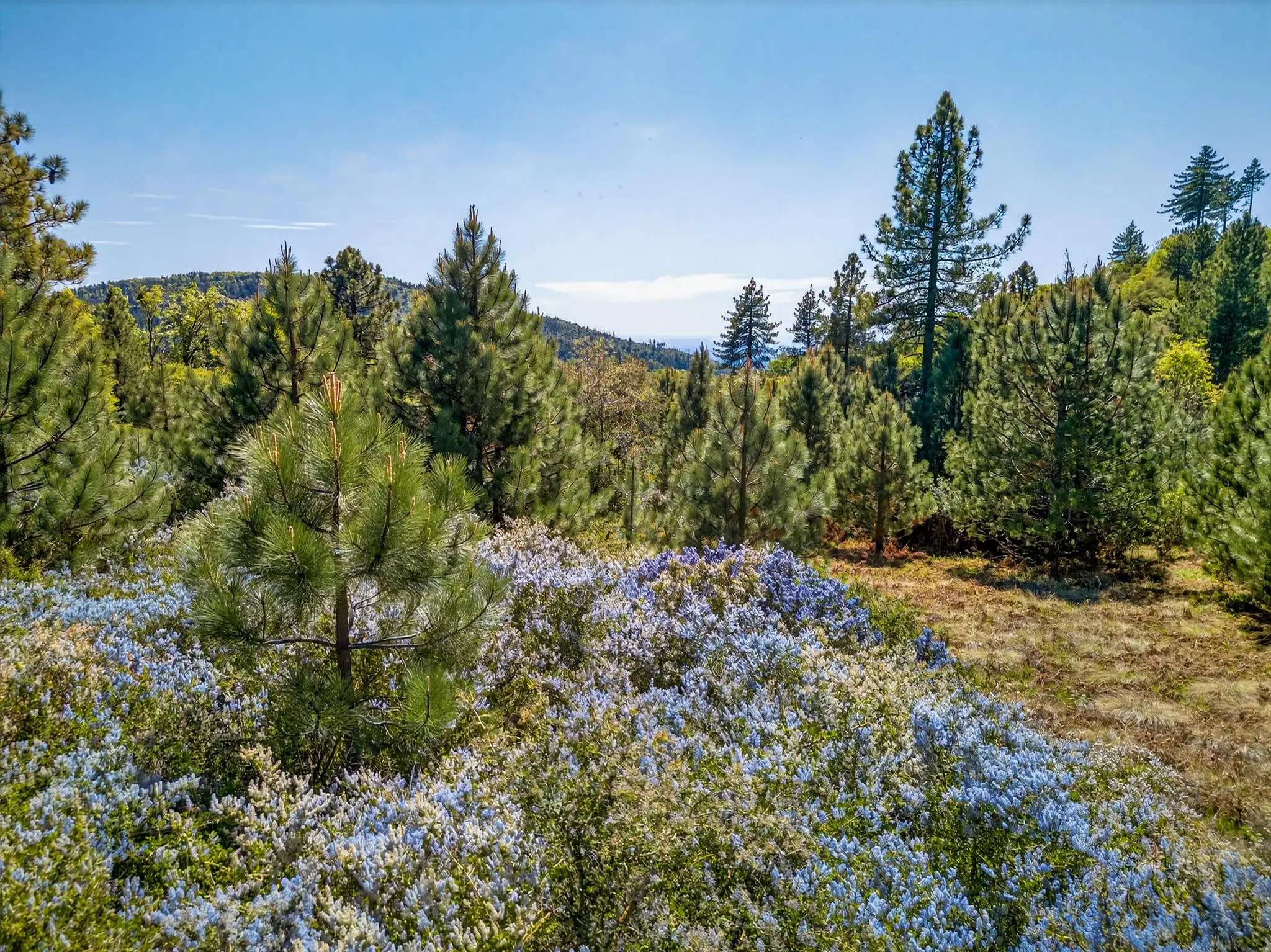 Palomar Panorama Ridge