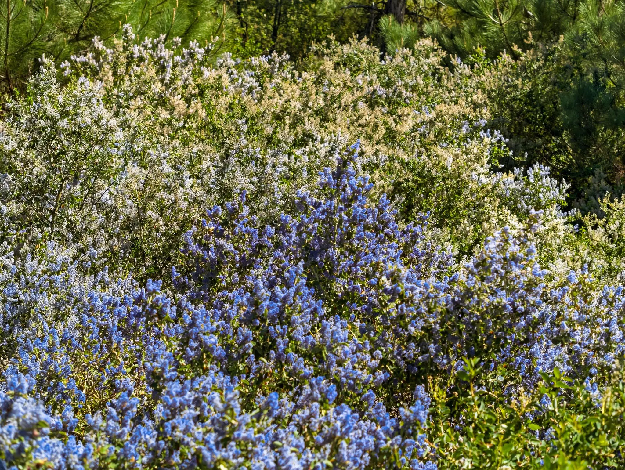 Palomar Panorama Ridge