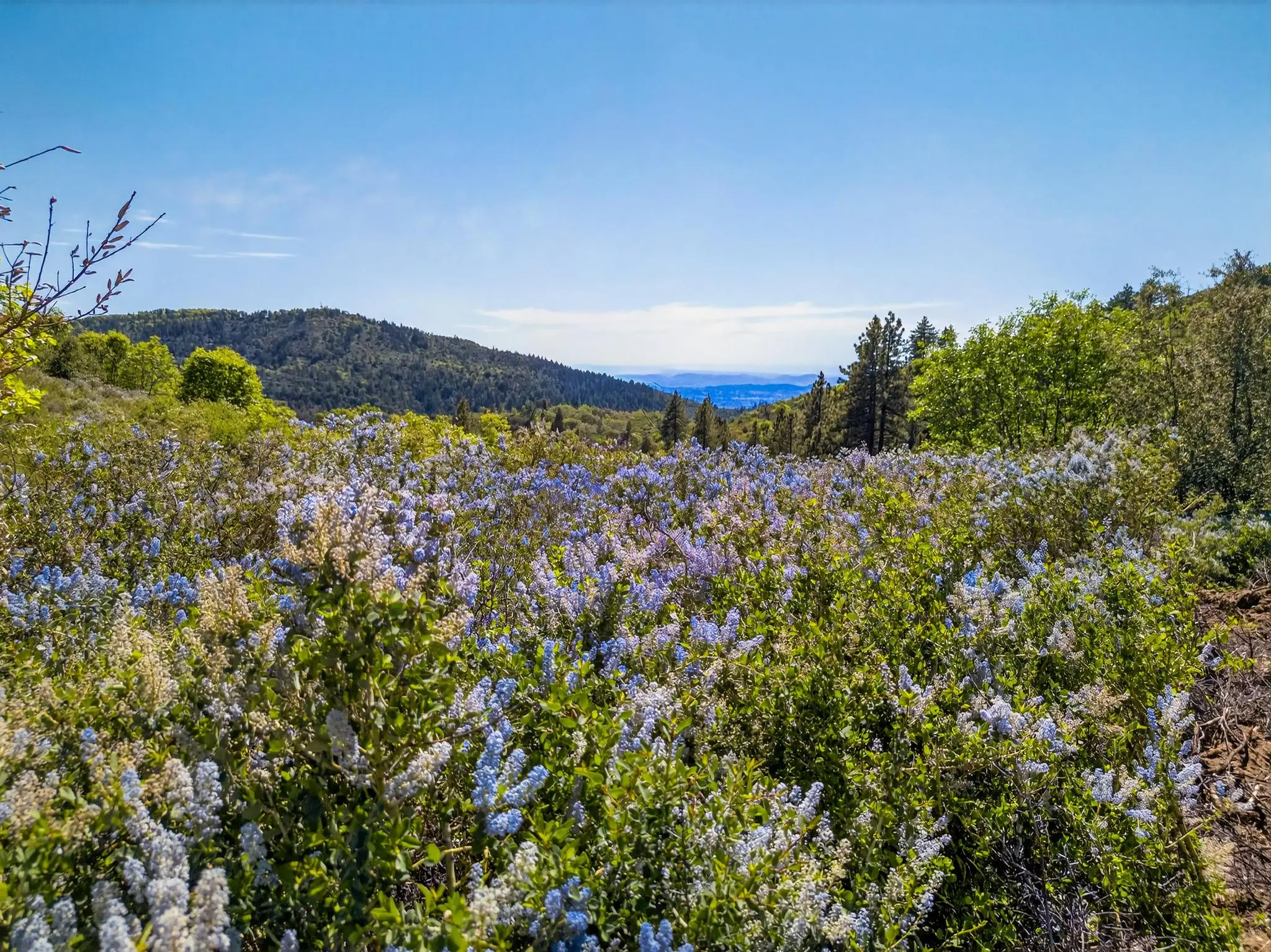Palomar Panorama Ridge