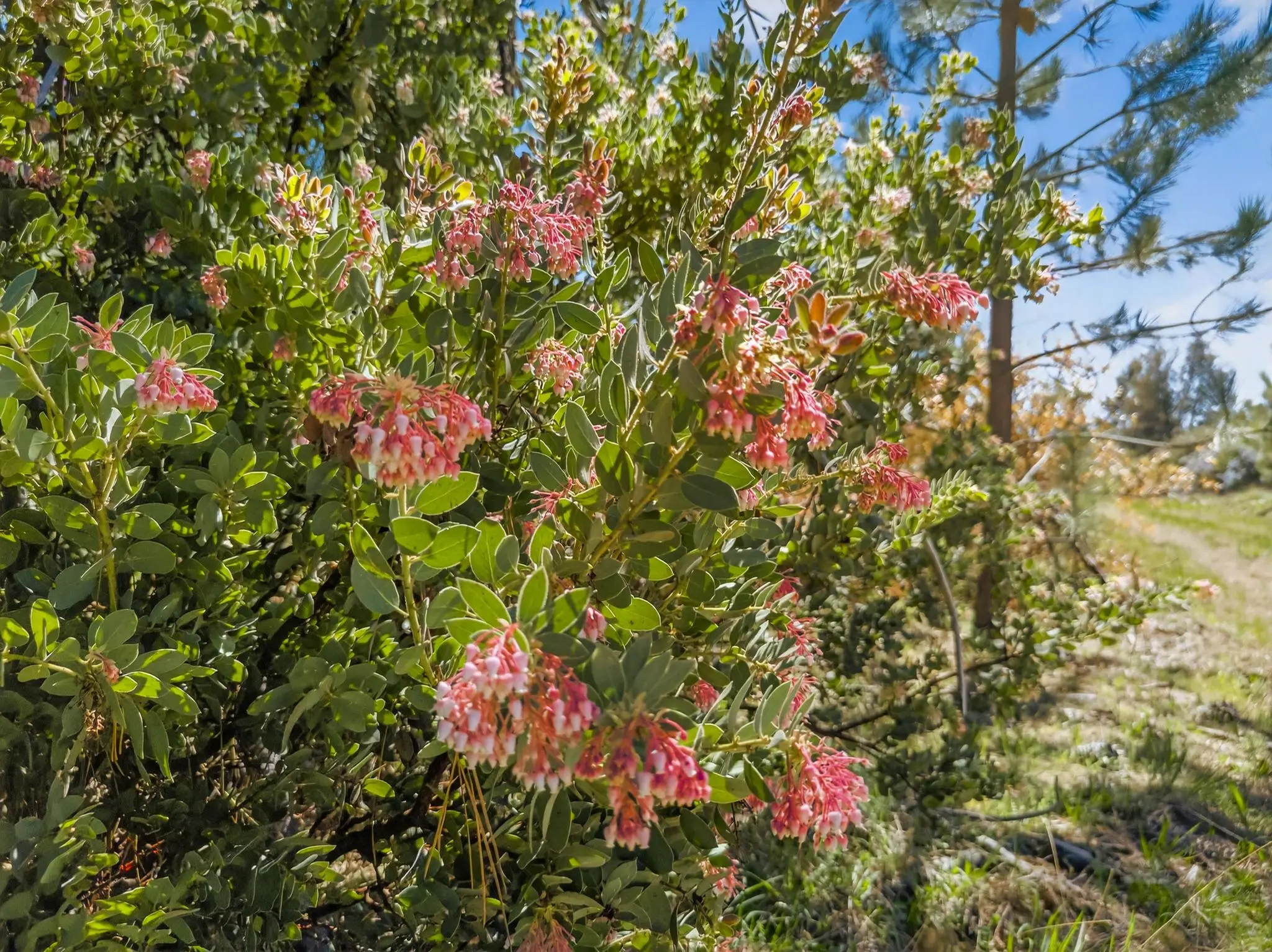 Palomar Panorama Ridge