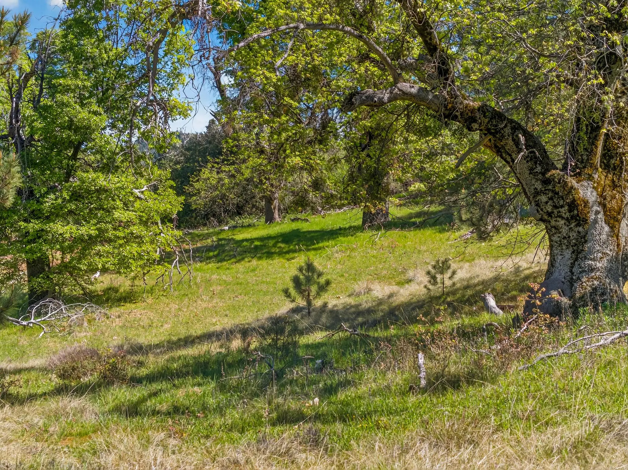 Palomar Panorama Ridge