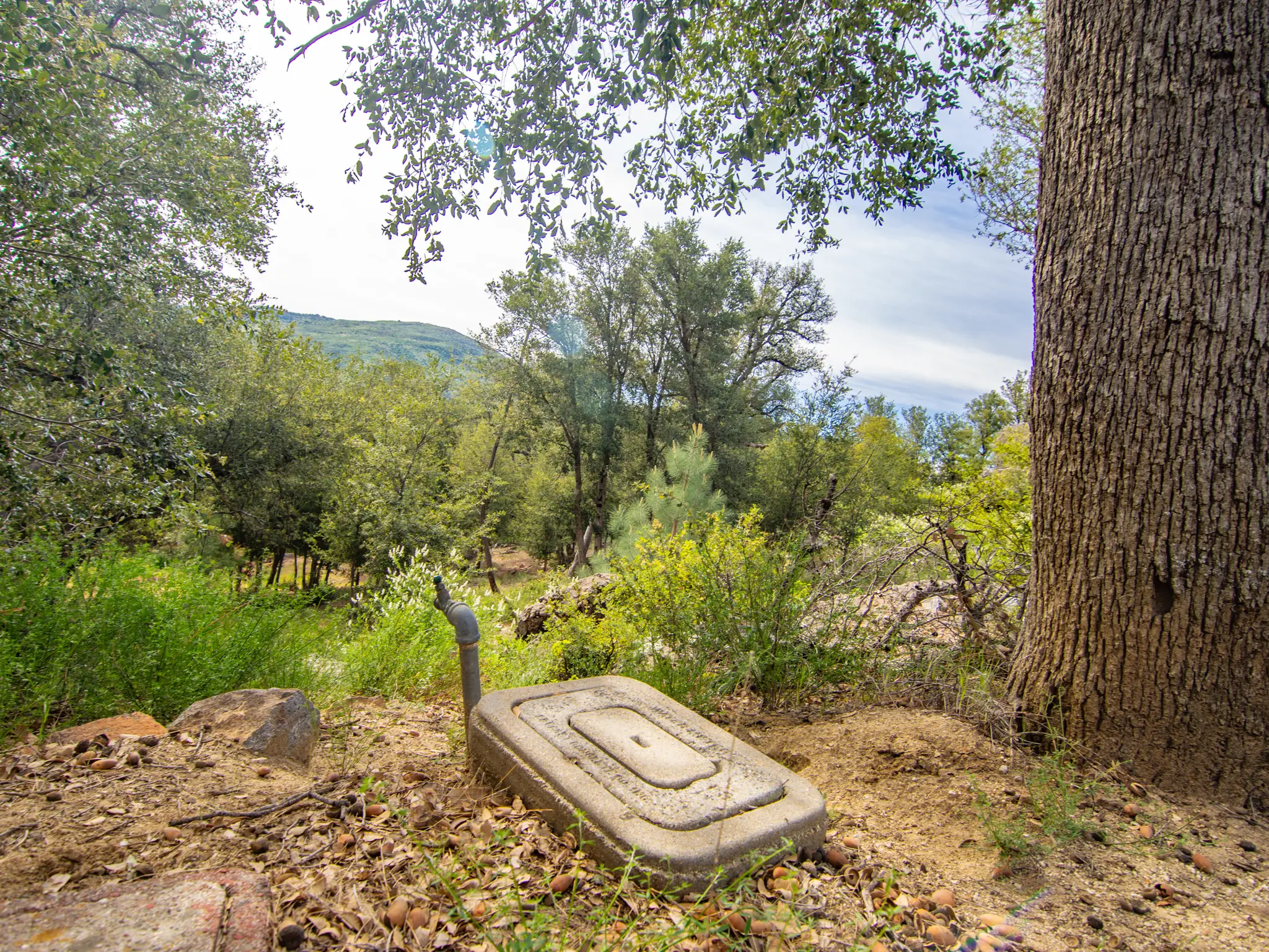 Oak Woodland Home Site