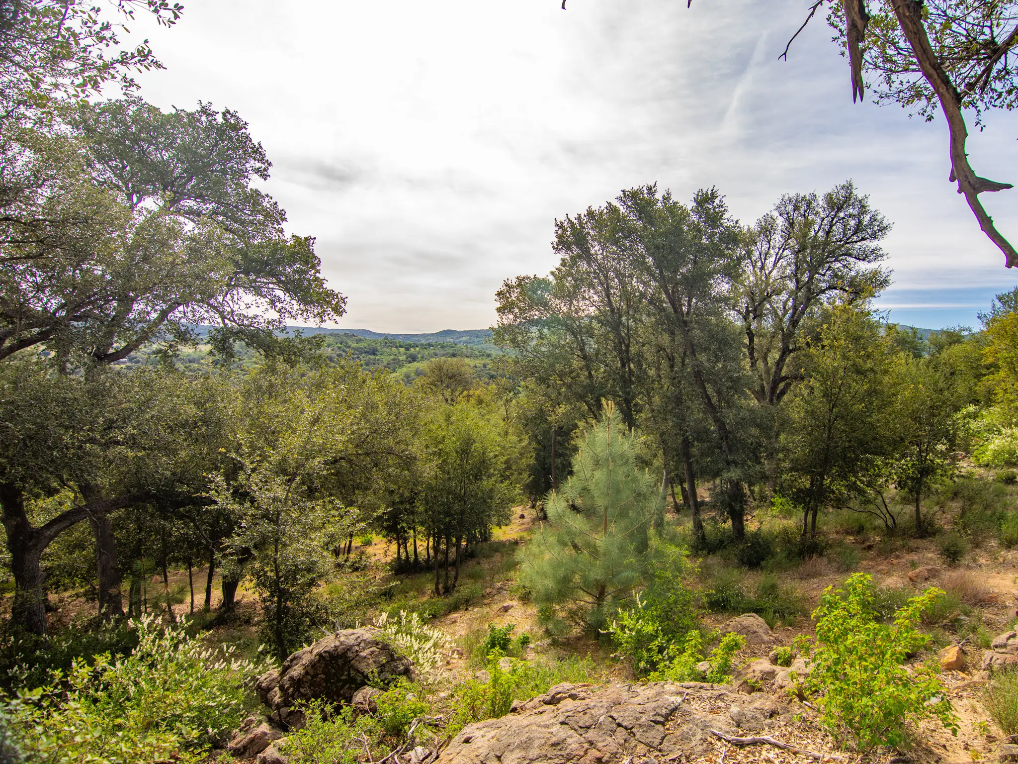 Oak Woodland Home Site