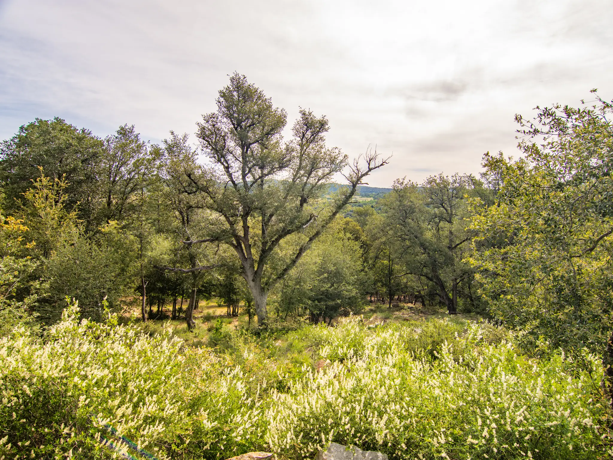 Oak Woodland Home Site