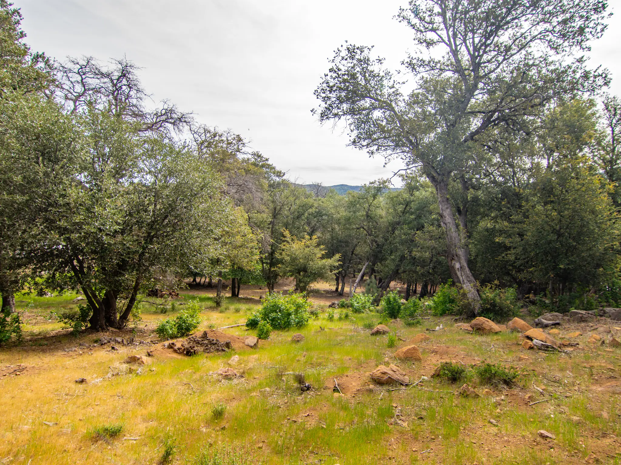 Oak Woodland Home Site