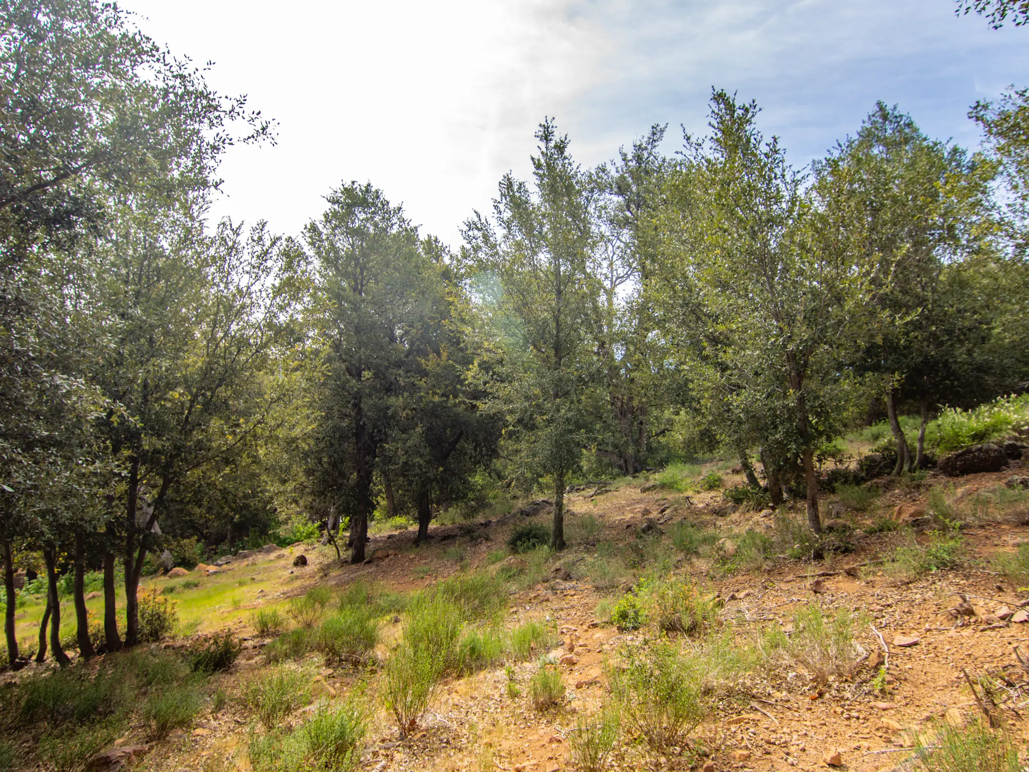 Oak Woodland Home Site