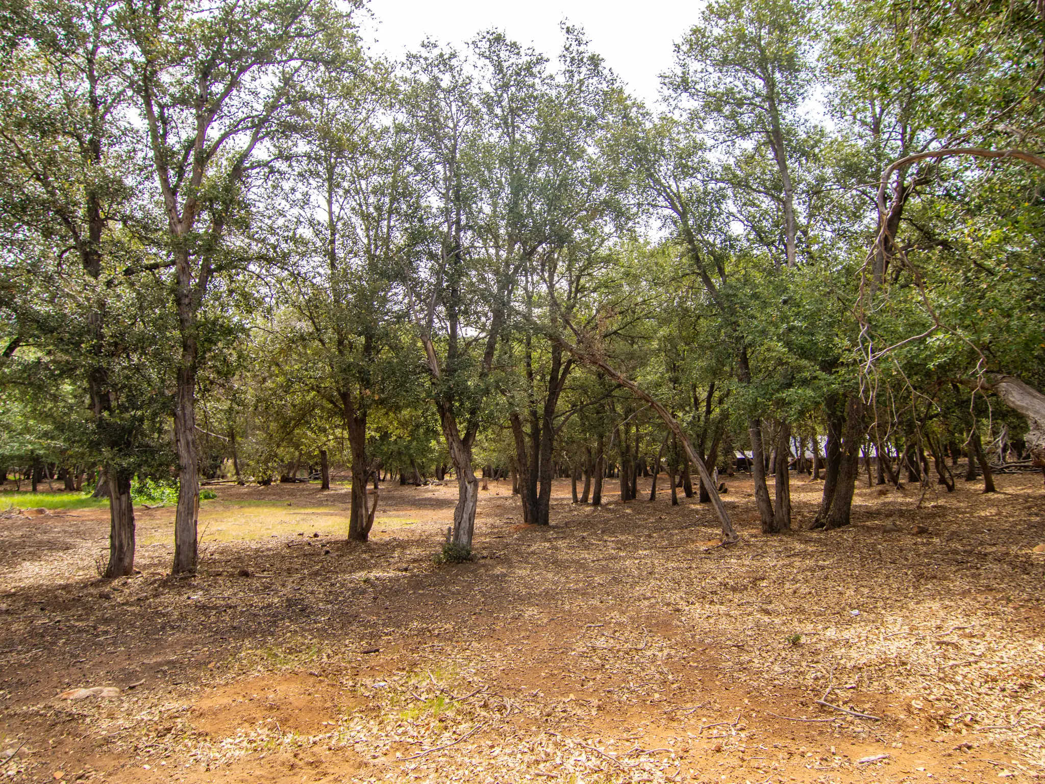 Oak Woodland Home Site