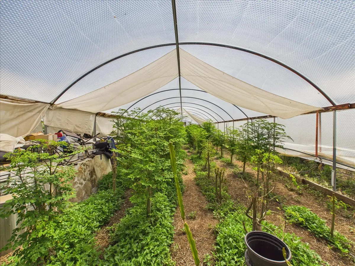 Moringa Farm