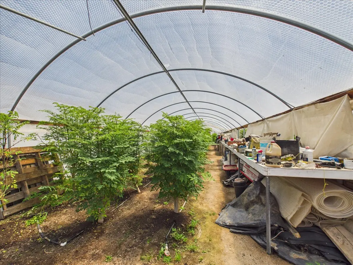Moringa Farm