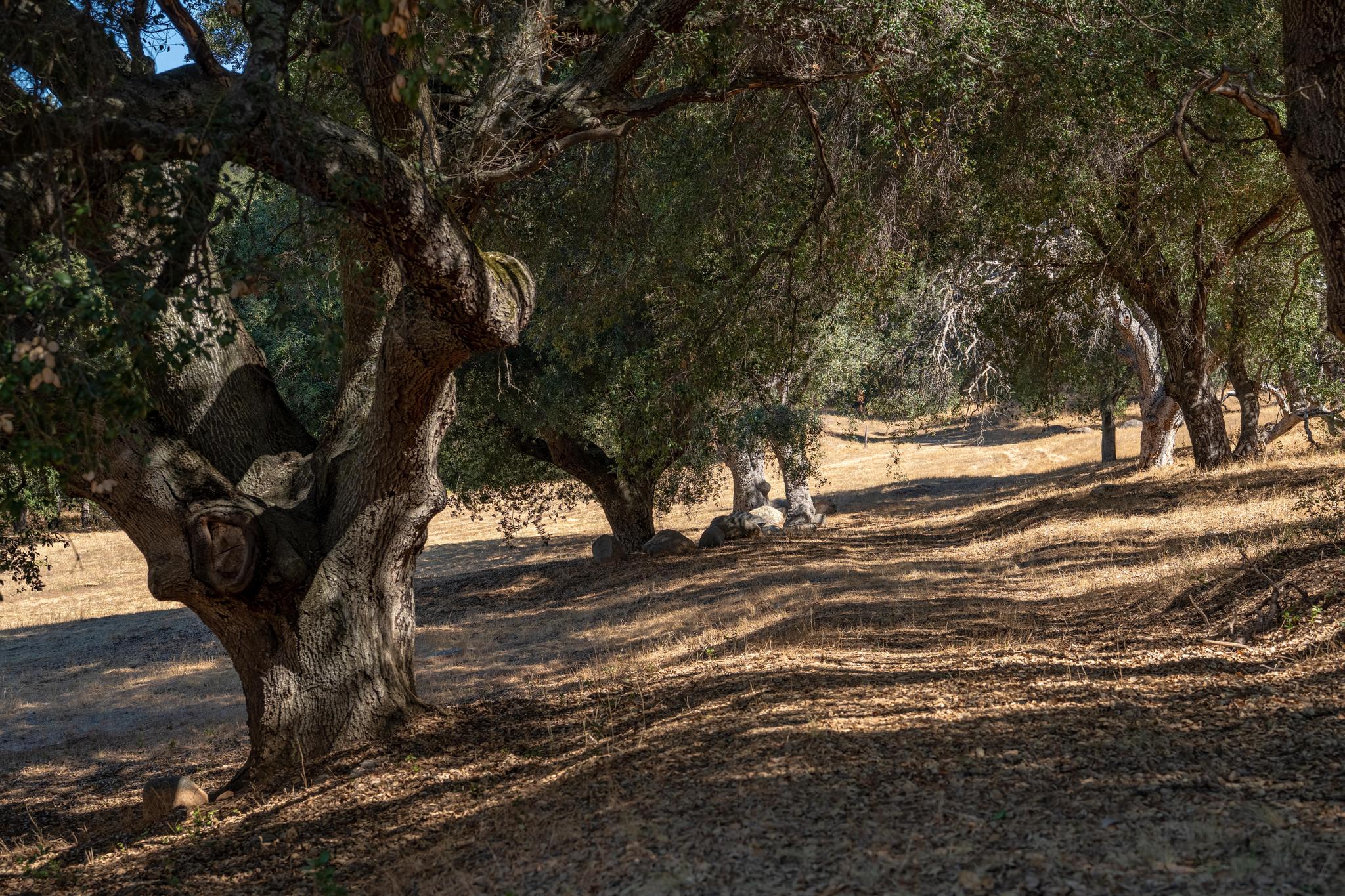 Meadow Ranch