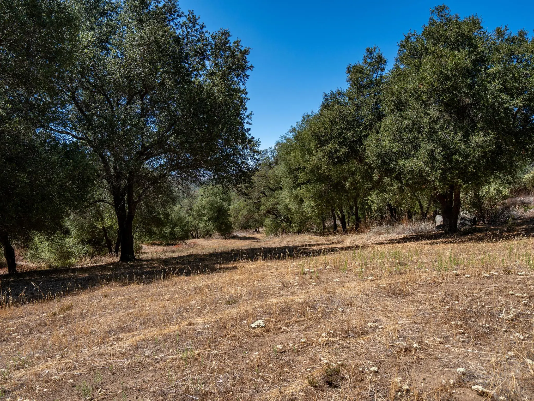 Meadow Ranch