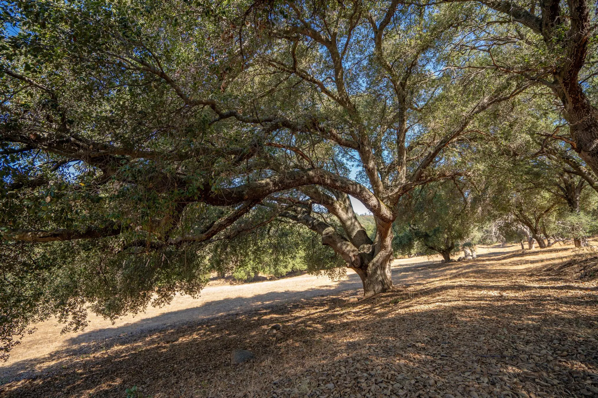 Meadow Ranch